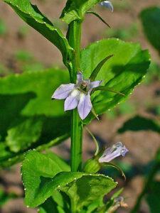 lobelia herb