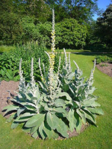 Mullein plant