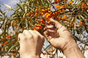 seabuckthorn