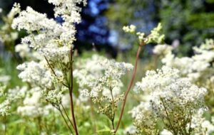 Meadowsweet