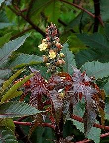 Castor plant