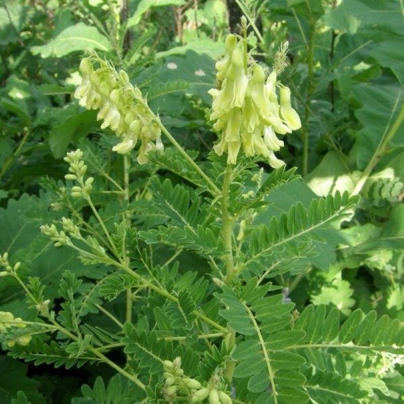 Astragalus plant