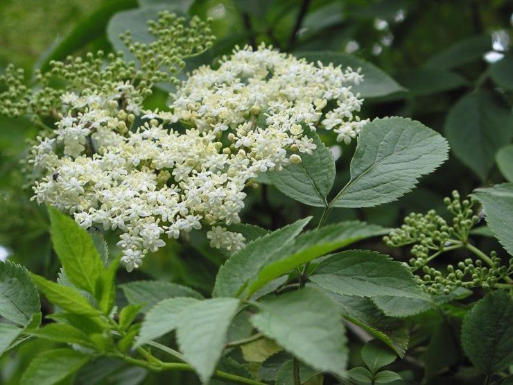 elder flowers