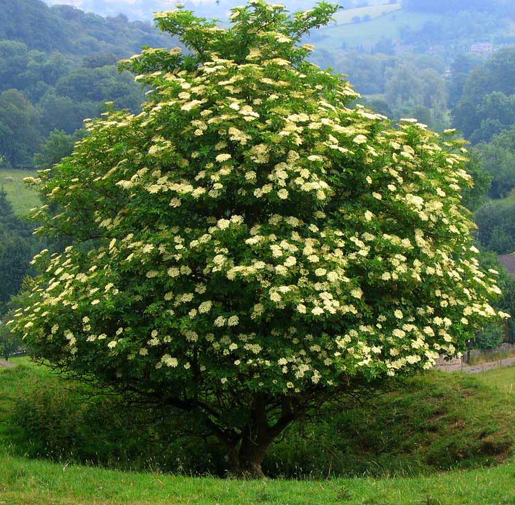 elder tree