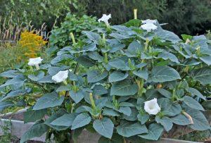 Datura is used in psychedelic plant shamanism
