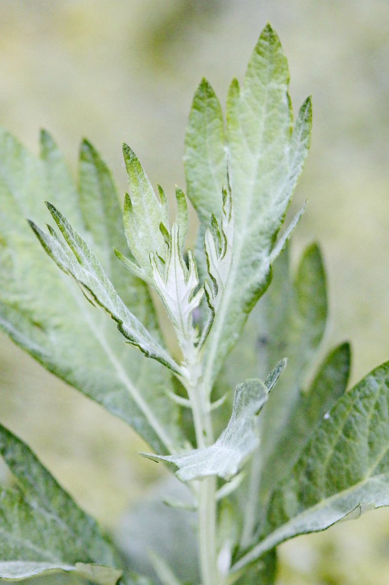 Mugwort is used in psychedelic plant shamanism