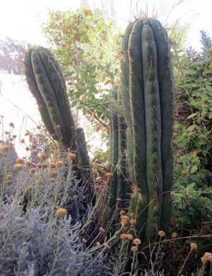 San Pedro cactus in psychedelic plant shamanism