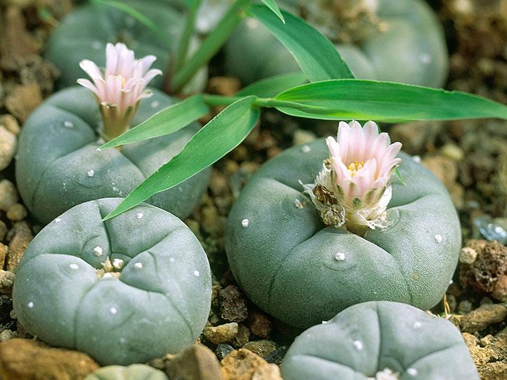 peyote use in psychedelic plant shamanism