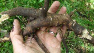 eleuthero root