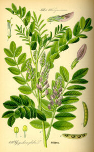 licorice plant