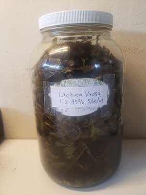 wild lettuce tincture