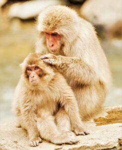 primate grooming